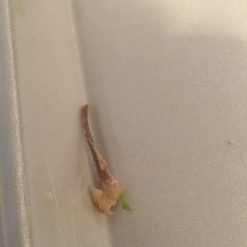 El Molcajete Mexican Restaurant - Part of my tostada. Disgusting. There were three of them. - Mexican Near Me - Freehold, New Jersey El Molcajete Mexican Restaurant - Part of my tostada. Disgusting. There were three of them. - Mexican Near Me - Freehold, New Jersey