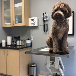 vca almaden valley animal hospital yelp