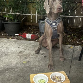 Bayside Gourmet - Dog Menu! - Italian Near Me - Islamorada, Florida