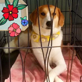 Bayview Pet Salon - Pet Groomers Near Me - Norfolk, Virginia Bayview Pet Salon - Pet Groomers Near Me - Norfolk, Virginia