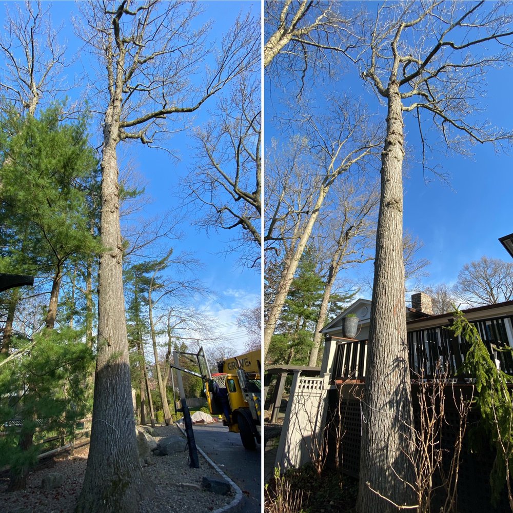 ALMSTEAD TREE & SHRUB CARE CO 20 Photos & 29 Reviews 58 Beechwood