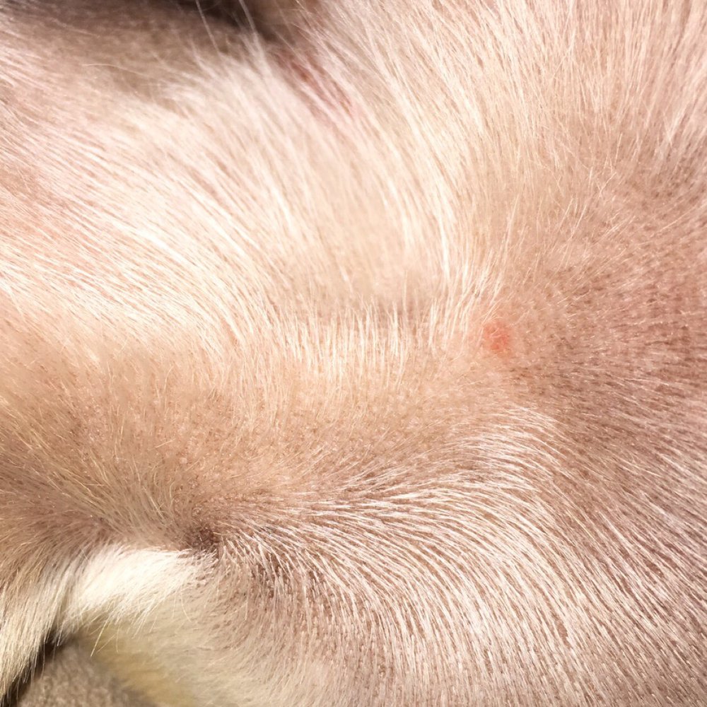 PetSmart - Pet smart, dog bleeding under armpits. - Pet Stores Near Me - Modesto, California PetSmart - Pet smart, dog bleeding under armpits. - Pet Stores Near Me - Modesto, California