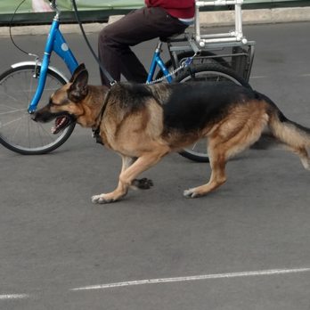 Dog On Fun - Bubba's a happy dog! - Pet Sitting Near Me - Covina, California