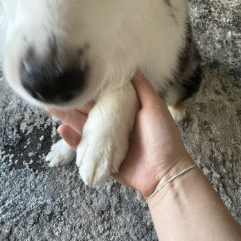 Scooby Do's Pet Grooming - Pet Groomers Near Me - Tempe, Arizona