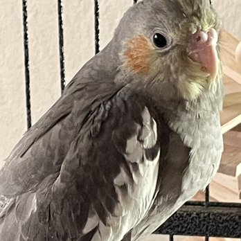 Your Basic Bird - Pet Stores Near Me - Berkeley, California Your Basic Bird - Pet Stores Near Me - Berkeley, California