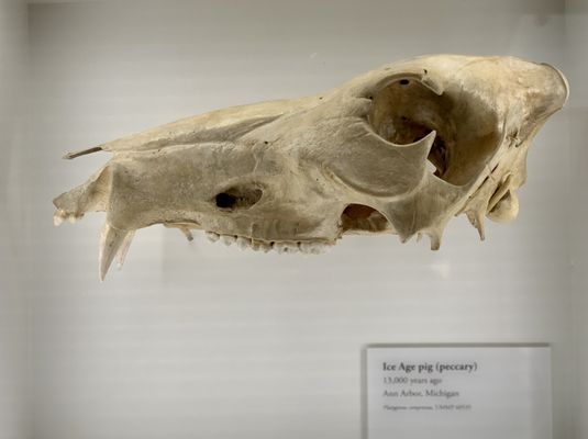 University of Michigan Museum of Natural History by null