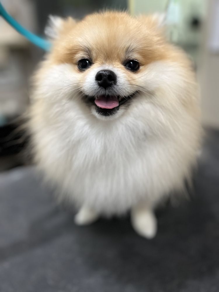 BUBBLES DOG GROOMING & SPA Updated October 2024 93 Photos & 173