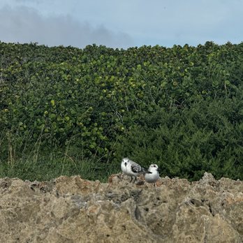 Blowing Rocks Preserve - Beaches Near Me - Hobe Sound, Florida