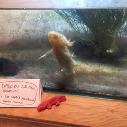 They have an axolotl in an aquarium!