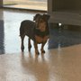 Shiny Paws