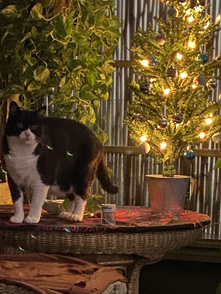 RUBIO PET HOSPITAL Updated October 2024 17 Photos & 18 Reviews