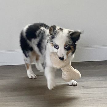 iSpeakDog! - Wild puppy before training - Pet Training Near Me iSpeakDog! - Wild puppy before training - Pet Training Near Me