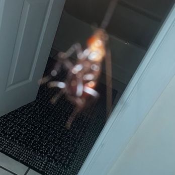 Ocean Creek Resort - Another bug that my son stepped on in the middle of the night - Resorts Near Me - Myrtle Beach, South Carolina Ocean Creek Resort - Another bug that my son stepped on in the middle of the night - Resorts Near Me - Myrtle Beach, South Carolina