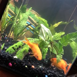 Bayparkway Aquarium - Two Goldfish in tank
