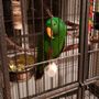 Weizer's Critter Sittin