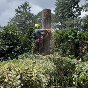 Main Stem Landscaping & Tree Services - Tree removal - Landscaping Near Me Main Stem Landscaping & Tree Services - Tree removal - Landscaping Near Me