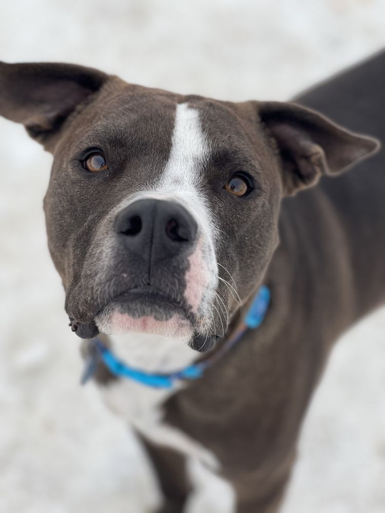 My Pet's Place - pet boarding facility in Littleton, CO