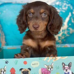 Furry Babies Portage