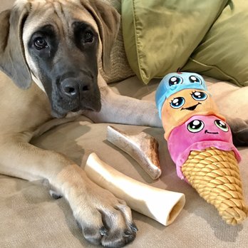 Unleashed by Petco - This happy pup got to pick out his own presents today! - Pet Training Near Me - North Hollywood, California