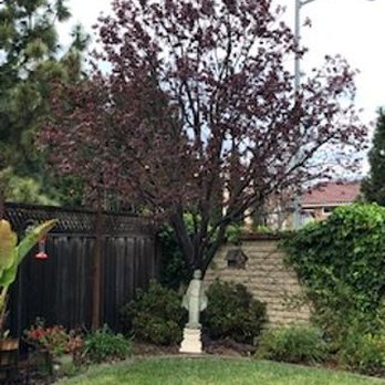 EI Gabilan Tree Service - Flowering plum now in perfect shape! - Tree Services Near Me - Salinas, California