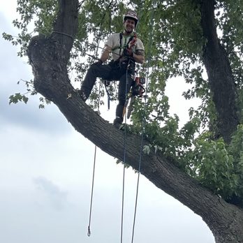 Rose City Tree Care - Tree Services Near Me Rose City Tree Care - Tree Services Near Me