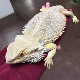 Elsa The Bearded Dragon