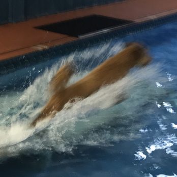 Alaska K9 Aquatics - On the fetch! - Pet Stores Near Me - Anchorage, Alaska