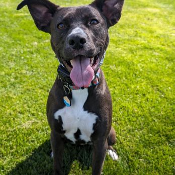 Manners with Meg Dog Training - Pet Training Near Me