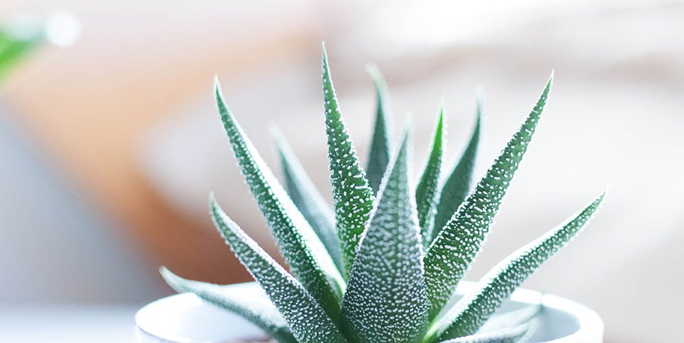 Aloe Integrative Psychology Group - grief counselor in Rochester, MI