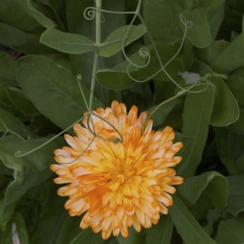 Pebble Cove Farm - June bloom - Bed & Breakfast Near Me - Orcas Island, Washington