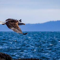 Outer Island Expeditions - Bald Eagle fly by at eye level