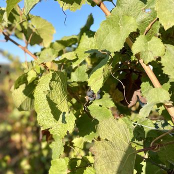 Main Street Drivers - Wineries in Willamette Valley, OR - Wine Tours Near Me - Penn Yan, New York