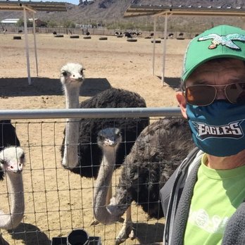Rooster Cogburn Ostrich Ranch - Ostriches! I think they're sizing me up! - Petting Zoos Near Me - Picacho, Arizona