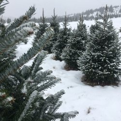 McConnell's Nursery And Christmas Tree Farm