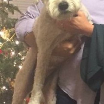The Dog Wash - Christmas eve - Pet Groomers Near Me - Charleston, South Carolina