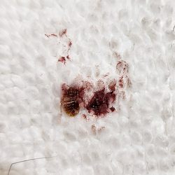 Quality Inn Holbrook - Bed but on towel where it was killed.