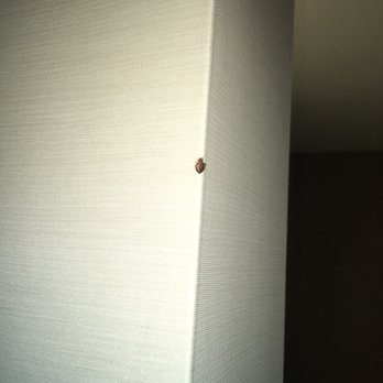 Seattle Marriott Bellevue - Bed bug found on the corner of the entry/bathroom wall - Hotels Near Me - Bellevue, Washington Seattle Marriott Bellevue - Bed bug found on the corner of the entry/bathroom wall - Hotels Near Me - Bellevue, Washington