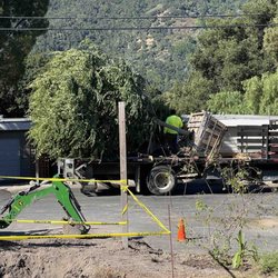 Lopez Tree Service - New Tree Delivery