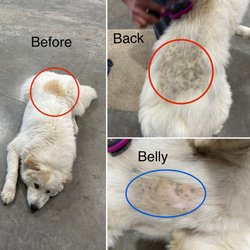 Pampered Paws - Approximately three and a half months later.