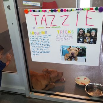 Louisiana SPCA - Tazzie needs a forever home! - Animal Shelters Near Me - New Orleans, Louisiana Louisiana SPCA - Tazzie needs a forever home! - Animal Shelters Near Me - New Orleans, Louisiana