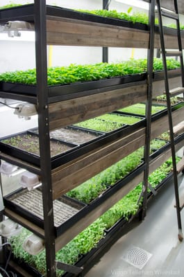 Frati restaurant by null