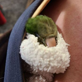 Whidbey Birds - Photo of baby bird after bath - Pet Stores Near Me