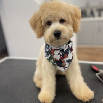 My Loyal Pups Grooming Studio - Cody's after picture - Pet Groomers Near Me - Wayne, New Jersey My Loyal Pups Grooming Studio - Cody's after picture - Pet Groomers Near Me - Wayne, New Jersey