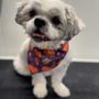 Zoomin Groomin