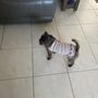 Luna Mobile Dog Grooming