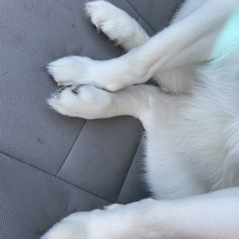 The Grateful Dog - Her paws are so cute and groomed so well!!! - Pet Groomers Near Me - Clackamas, Oregon The Grateful Dog - Her paws are so cute and groomed so well!!! - Pet Groomers Near Me - Clackamas, Oregon