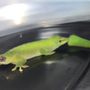 Pennyroyal Small & Exotic Animal Hospital