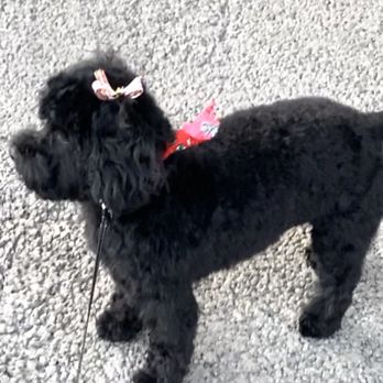 Sud Woofers Grooming - Full body after - Pet Groomers Near Me
