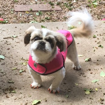 Dean's Groom Shop - Portia got her nails did! Fancy! - Pet Groomers Near Me - Littleton, Colorado