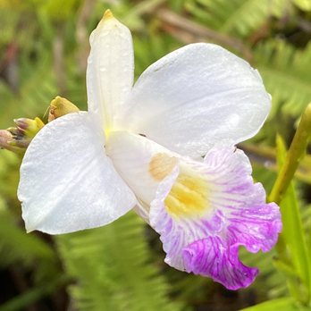 Lanipo Trail - Orchid - Hiking Near Me - Honolulu, Hawaii Lanipo Trail - Orchid - Hiking Near Me - Honolulu, Hawaii